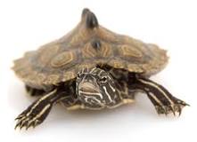 Image result for Mississippi Map turtle for sale description