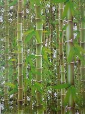 bamboo wallpaper ebay