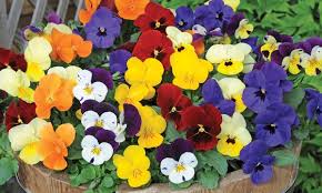 up to 144 winter bedding plants groupon