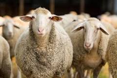 do-wild-sheep-still-exist