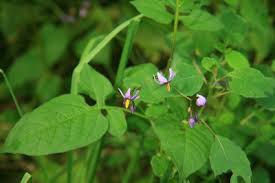Solanum dulcamara - Michigan Flora
