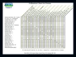 Pollination Chart Link Prunus Fruit Garden Landscaping Trees
