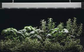 Indoor Plant Growing With Led Lights