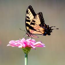 As a french poet once pointed out, butterflies are flying flowers, and flowers are tethered butterflies. here are some of the best plants that attract butterflies! Swallowtail Butterfly Pictures Download Free Images On Unsplash