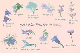 Best Blue Garden Flowers Blue Flower
