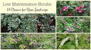low maintenance shrubs 18 choices for