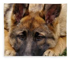 Do sable gsd puppies sable german shepherd puppies have a tendency to change color as they grow. Sable German Shepherd Puppy Fleece Blanket For Sale By Sandy Keeton