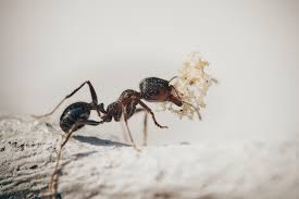 how to get rid of sugar ants buckaroo