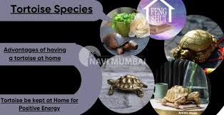 Using A Tortoise In Your Home Decor