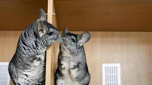Caring For A Chinchilla What You Need