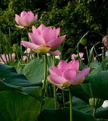 Lotus Blossoms At Kenilworth Aquatic