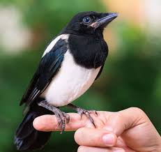 what do magpies eat 25 foods they