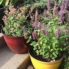 Patio Plants Container Gardening With