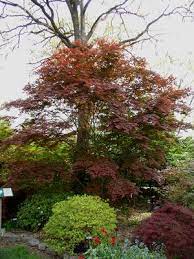 where to plant your anese maple tree