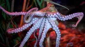 Do boiled octopus feel pain?