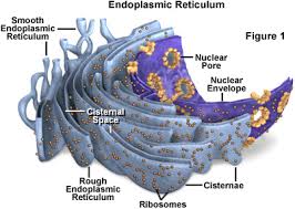 Smooth er is quite varied in appearance and most likely in function as well. Molecular Expressions Cell Biology Endoplasmic Reticulum