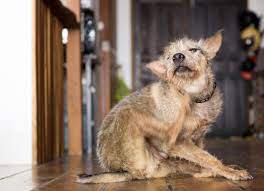 hair loss in dogs alopecia in dogs
