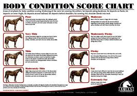 Body Condition Score Chart Horses Horse Weight Horse
