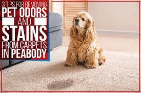 removing pet odors and stains from carpets