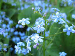 For several weeks now i've been watching several plants in my gardens this is a close up of the same photo.do you see the baby blue blooms still covered in their protective this is a close up of the same photo. Forget Me Not Weeds Tips On Controlling Forget Me Not Plants