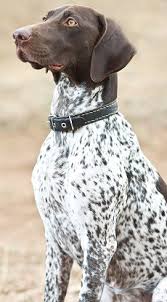 german shorthaired pointers what s