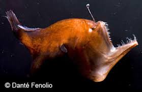 Deep Sea Anglerfish Deep Sea Creatures On Sea And Sky