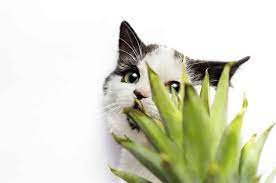 Why Do Cats Eat Artificial Plants Stop