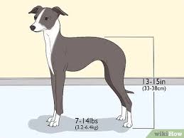 Italian greyhounds are teensy versions of their larger greyhound cousins. 3 Ways To Identify An Italian Greyhound Wikihow Pet