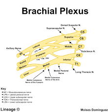 Brachial Plexus Msk Medbullets Step 1