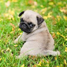 We are a small breeding program that focuses on the health, pedigree, temperament, structure and dna. 1 Pug Puppies For Sale In San Francisco Ca Uptown