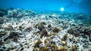 Making Coral Grow 50 Times Faster Than Nature Global Ideas