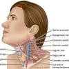 The anatomy of the neck and shoulders is very interesting. 1