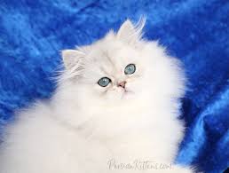 doll face persian kittens in
