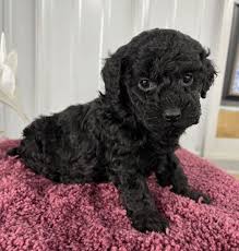 toy mini poodle puppies