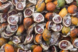 betel nut when stimulants grow on