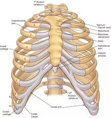 A smaller rib cage in the female is the foundation for what creates her shape. How Many Ribs Are There In The Body Quora
