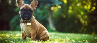 Being a pet parent is expensive before you even figure in the cost of getting your pet in the first place. French Bulldog Dog Breed Blog 4paws Pet Insurance