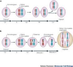 meiosis cell cycle controls shuffle