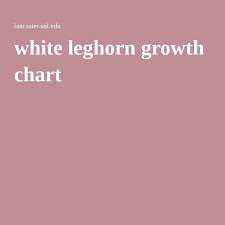 White Leghorn Growth Chart White Leghorn Chicken Leghorn