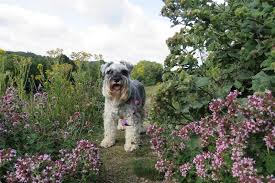 What Plants Are Poisonous To Dogs