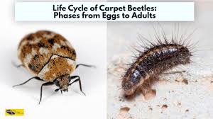 life cycle of carpet beetles phases