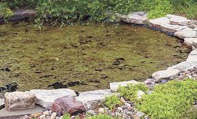 get rid of algae in your garden pond