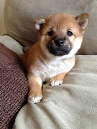 The current median price for all shiba inus sold is $1,300.00. Shiba Inu Puppies 7 Weeks For Sale Absolutely Adorable For Sale In Reno Nevada Classified Americanlisted Com
