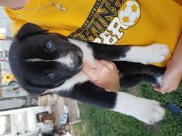 Pitsky puppies for sale michigan. Pitsky For Sale Near Me Online Shopping