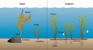 Seagrass And Seagrass Beds Smithsonian Ocean