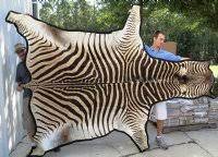real zebra skins and hides imported