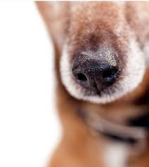 How common is cancer in dogs, and what are some of the common. Adopt A Pet Com Blog Dogs That Sniff Out Cancer Adopt A Pet Com Blog