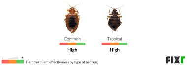 fixr com bed bug heat treatment cost