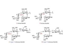 synthesis of glycans functioning as