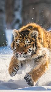 1080x1920 cute tiger cub running iphone